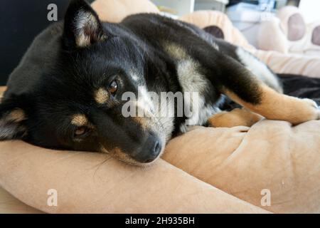 Gros plan d'un magnifique Shiba Inu allongé sur un canapé Banque D'Images