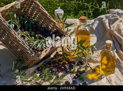 Un panier en osier avec des olives mûres et plusieurs bouteilles d'huile dans le champ Banque D'Images