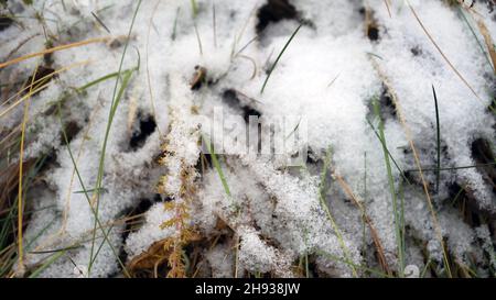 Hiver neige dans une herbe à proximité de la vue macro.Tiges d'herbe sauvages recouvertes de flocons de neige.Scène saisonnière en hiver dans un environnement herbeux.Pour Banque D'Images