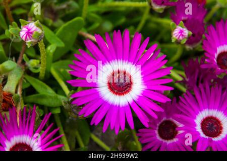 Fleurs colorées dans le jardin botanique d'Akureyri dans le nord de l'Islande Banque D'Images