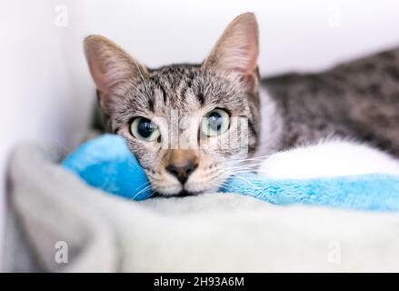 Un chat court de tabby à larges yeux allongé sur une couverture et regardant l'appareil photo Banque D'Images