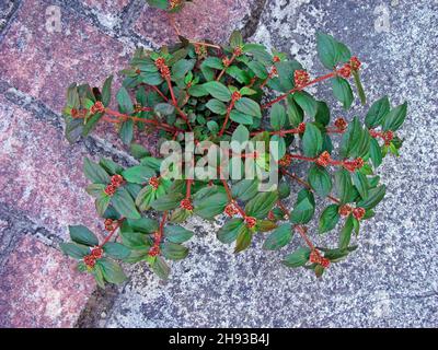 Asthme-plante (Chamaesyce hirta ou Euphorbia hirta) sur le trottoir Banque D'Images