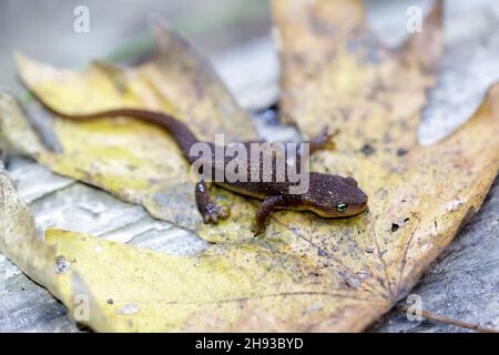 Newt de Californie juvénile reposant sur la feuille d'automne.Thornewood Preserve, comté de San Mateo, Californie, États-Unis. Banque D'Images