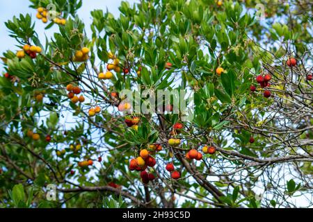 Arbutus ou Madrone du nom espagnol madroño, petits arbres, arbustes avec écorce rouge et baies rouges comestibles. Utilisé sur le brandy connu sous le nom de medronho Banque D'Images