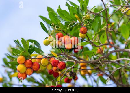 Arbutus ou Madrone du nom espagnol madroño, petits arbres, arbustes avec écorce rouge et baies rouges comestibles.Utilisé sur le brandy connu sous le nom de medronho. Banque D'Images