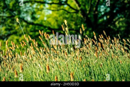 Modèles naturels verdoyants semi-abstraits dans la végétation Banque D'Images