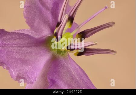 Vue super macro de la fleur de lys au chocolat (Arthropodium fimbriatum).Usine australienne. Banque D'Images