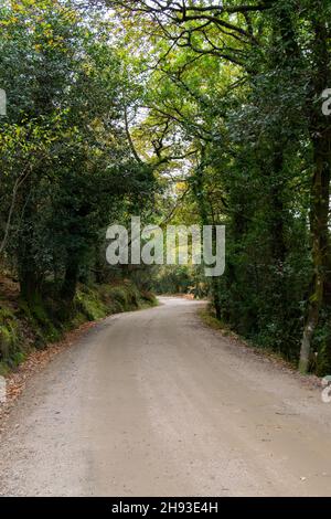 Mata da Albergaria, parque nacional da Peneda Gerês au nord du Portugal.Parc national de Gerês, Mata de Albergaria dans la réserve de biosphère de Geres-Xures. Banque D'Images