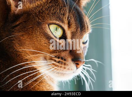 gros plan vue macro de chat abyssinien puré qui regarde le chemin latéral.Elle a de beaux yeux d'olive verts. Banque D'Images