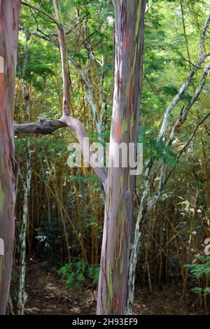 Un Eucalyptus arc-en-ciel, Eucalyptus deglupta, arbre devant une bosquet de bambous jaunes à Kalihiwai, Kauai, Hawaii Banque D'Images