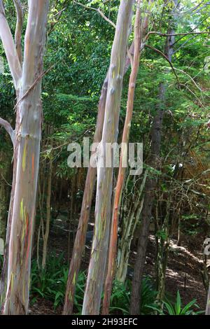 Un bosquet d'eucalyptus arc-en-ciel, Eucalyptus deglupta, tronc d'arbres devant un bosquet de bambous jaunes à Kalihiwai, Kauai, Hawaii Banque D'Images