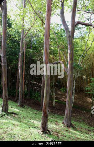 Un bosquet d'eucalyptus arc-en-ciel, Eucalyptus deglupta, arbres sur une colline d'un bosquet à Kalihiwai, Kauai, Hawaii Banque D'Images