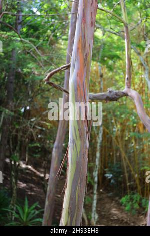 Un Eucalyptus arc-en-ciel, Eucalyptus deglupta, tronc d'arbre devant un bosquet de bambous jaunes à Kalihiwai, Kauai, Hawaii Banque D'Images