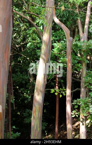 Un bosquet d'eucalyptus arc-en-ciel, Eucalyptus deglupta, arbres sur à Kalihiwai, Kauai, Hawaii Banque D'Images