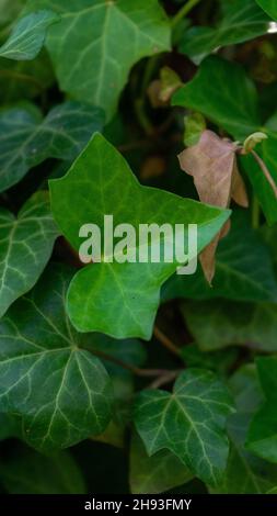 Gros plan d'une plante ivy sur un arrière-plan flou. Banque D'Images