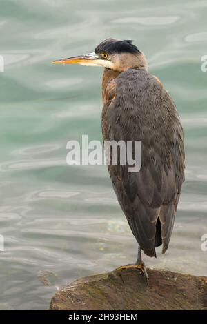Un grand héron bleu debout sur une jambe sur la rive de Puget Sound dans l'ouest de l'État de Washington avec des détails en plumes sur le dos de l'oiseau visible Banque D'Images
