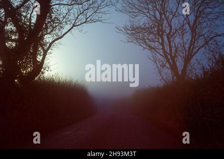 Une édition effrayante et atmosphérique.D'une voie de pays.Avec des arbres détourés contre le brouillard.Lors d'une nuit d'hiver sinistre Banque D'Images