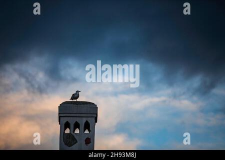 Istanbul, Turquie.03ème décembre 2021.Un mouette vu debout sur la cheminée.Crédit : SOPA Images Limited/Alamy Live News Banque D'Images