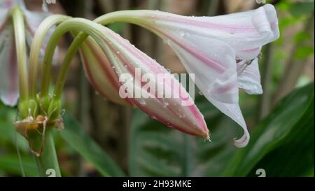 Fleurs de nénuphar blanc , Lilium candidum, le nénuphar.Lily fleur et ses pétales, Howrah, Bengale-Occidental, Inde Banque D'Images