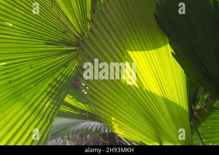 Arecaceae, feuilles de plam dans une forêt, Howrah, Bengale-Occidental, Inde. Banque D'Images