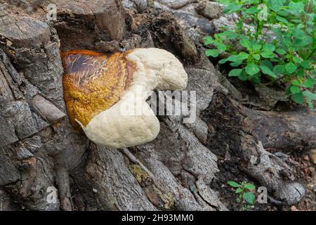 Champignon polyporeux, un champignon commun sur le vieux tronc d'arbre.Howrah, Bengale-Occidental, Inde. Banque D'Images