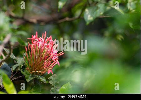 Ixora coccinea, géranium de la jungle, flamme des bois ou fleurs de la flamme de la jungle, une plante à fleurs poussant dans le jardin.Howrah, Bengale-Occidental, Inde. Banque D'Images