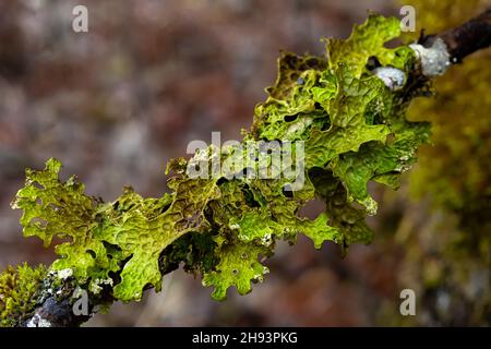 Lung Lichen, Lobaria pulmonaria, dans la région de Skokomish de la forêt nationale olympique, péninsule olympique, État de Washington, États-Unis Banque D'Images