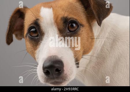 Portrait court de Jack Russell terrier. Banque D'Images