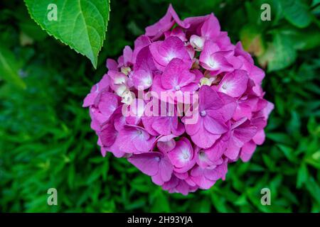 Hydrangea macrophylla dans une maison jardin dans le Yorkshire, Angleterre 2021 Banque D'Images