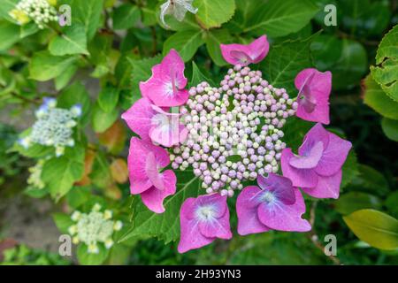 Hydrangea macrophylla dans une maison jardin dans le Yorkshire, Angleterre 2021 Banque D'Images