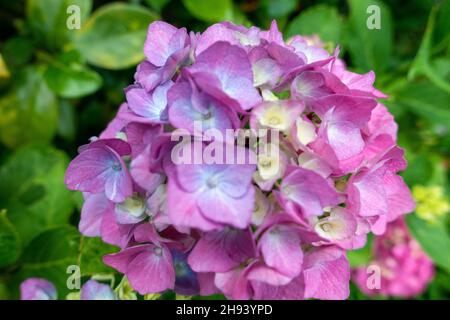Hydrangea macrophylla dans une maison jardin dans le Yorkshire, Angleterre 2021 Banque D'Images