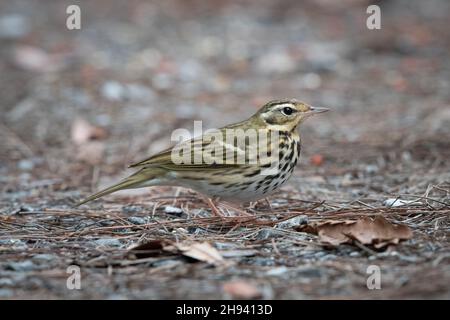 Le pipit à dos d'olive (Anthus hodgsoni) est un petit oiseau de passereau du genre pipit (Anthus), qui se reproduit dans le sud, le centre-nord et à pâques Banque D'Images