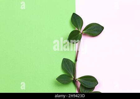 concept créatif naturel.Branche de plante verte avec feuilles sur fond rose vert tendance Banque D'Images