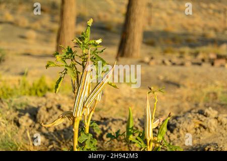 Okra ou Okro Abelmoschus esculentus, également connu sous le nom de doigts de dames ou ochro, est une plante à fleurs de la famille des maloches. Vue latérale du plan d'Okra séché Banque D'Images