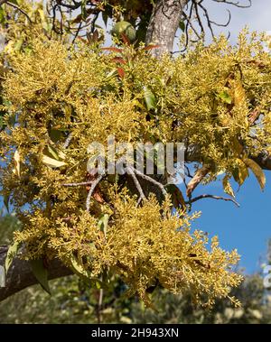 Masse de fleur jaune pâle de roseau avocat (persea americana) dans un verger du Queensland, en Australie.Jour de printemps ensoleillé. Banque D'Images