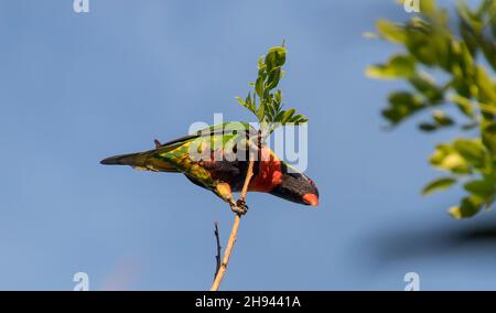 Sous-sol du Lorikeet arc-en-ciel australien, trichoglossus moluccanus, perché dans un arbre perroquet ivre (goélette brachypetala) dans un ciel bleu, espace de copie. Banque D'Images