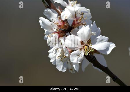 Fleurs d'amande blanche légèrement congelées sur la branche Banque D'Images