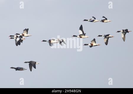 Shelduck (Tadorna tadorna) floqué avec deux Oies à ventre foncé CLEY Norfolk GB Royaume-Uni novembre 2021 Banque D'Images