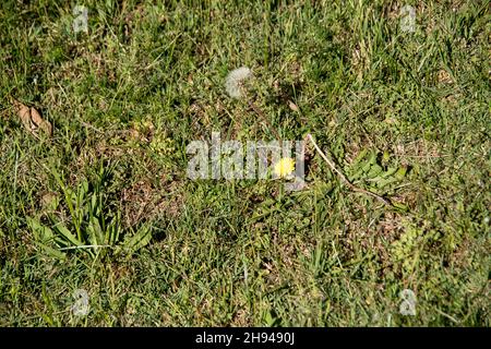 Feuilles, fleur jaune et tête de semence de l'oreille du chat, Hypochaeris radicata, flatte, Queensland, Australie.Mauvaise herbe prolifique semblable au pissenlit. Banque D'Images