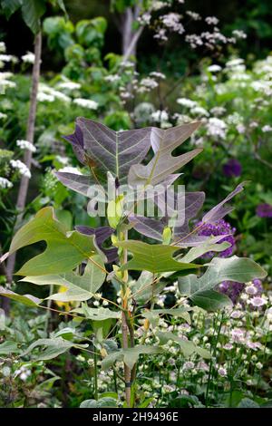 Liriodendron chinense,arbre de tulipe chinois,feuilles,feuillage,feuilles attrayantes,feuillage attrayant,feuilles de forme unsuale,feuillage inhabituel,RM Floral Banque D'Images