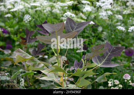 Liriodendron chinense,arbre de tulipe chinois,feuilles,feuillage,feuilles attrayantes,feuillage attrayant,feuilles de forme unsuale,feuillage inhabituel,RM Floral Banque D'Images