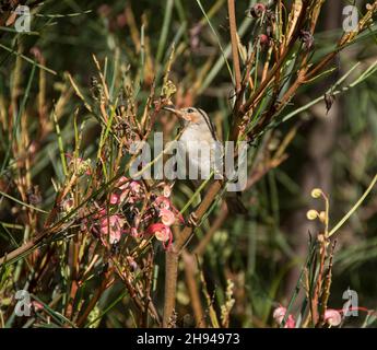 Petite femelle australienne Scarlet Honeyeater, Myzomela sanguinolenta, perchée dans le Bush de grevillea avec des fleurs roses et un feuillage vert. Queensland, printemps. Banque D'Images