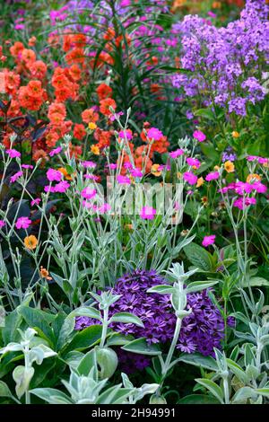 Lychnis coronaria Hills Ground, magenta vif, campion rose, fleurs stériles, fleurs roses, feuilles d'argent, feuillage d'argent, Lunaria annua, violet Honesty, geum Banque D'Images