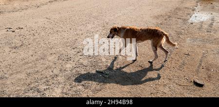 Chiens très pauvres sur la route du sri Lanka Banque D'Images