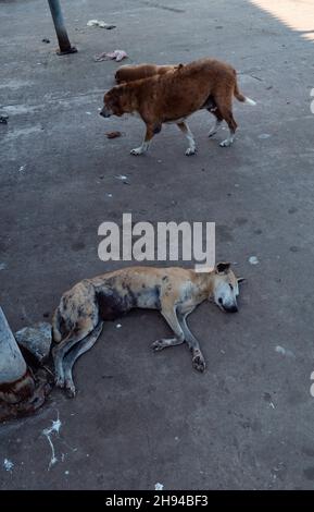 Chiens très pauvres sur la route du sri Lanka Banque D'Images