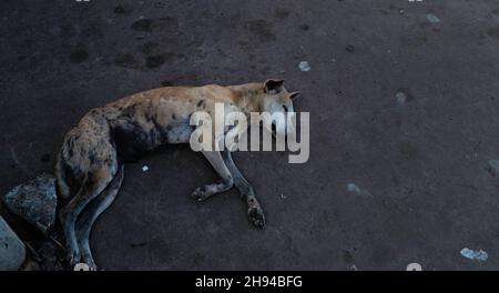 Chiens très pauvres sur la route du sri Lanka Banque D'Images