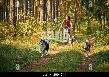 Svetly, oblast de Kaliningrad, Russie - 2 octobre 2021 - Bikejooring chiens de traîneau course de mushing, race de chiens de traîneau sibériens purés tirant des vélos avec des propriétaires, Banque D'Images