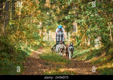 Svetly, oblast de Kaliningrad, Russie - 2 octobre 2021 - sports de chiens de carting, chiens de Husky sibériens actifs qui exécutent et tirent des chariots à chiens, courses de chiens de traîneau Banque D'Images