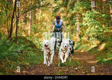 Svetly, oblast de Kaliningrad, Russie - 2 octobre 2021 - chiens de carting sportifs, chiens de Husky sibériens actifs qui exécutent et tirent des chariots à chiens debout Banque D'Images