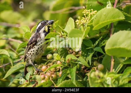 Barbet à flanc de spot - Tricholaema lacrymosa, belle barbet des forêts et des terres boisées africaines, parc national du lac Mburo, Ouganda. Banque D'Images